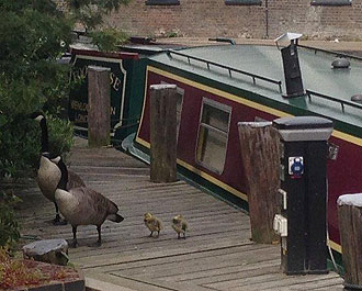 Wadding at Wenlock Basin in North London